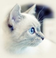КошакЧитер